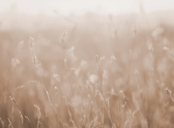 Banner image 4